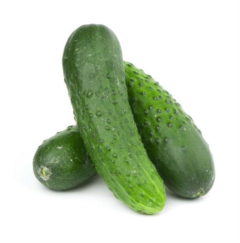 Cucumber