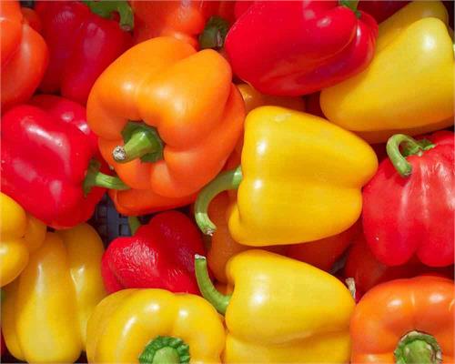 Pepper 12"