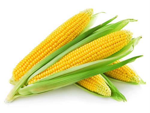 Corn 12"
